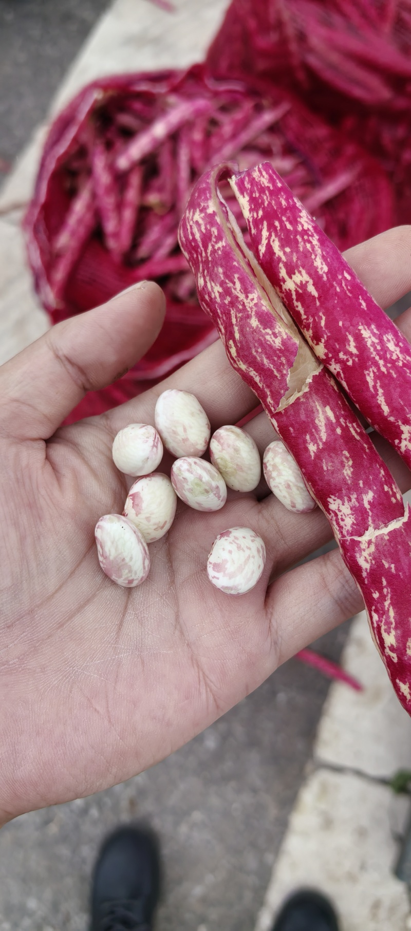 花豆大量上市中每天价格随行就市