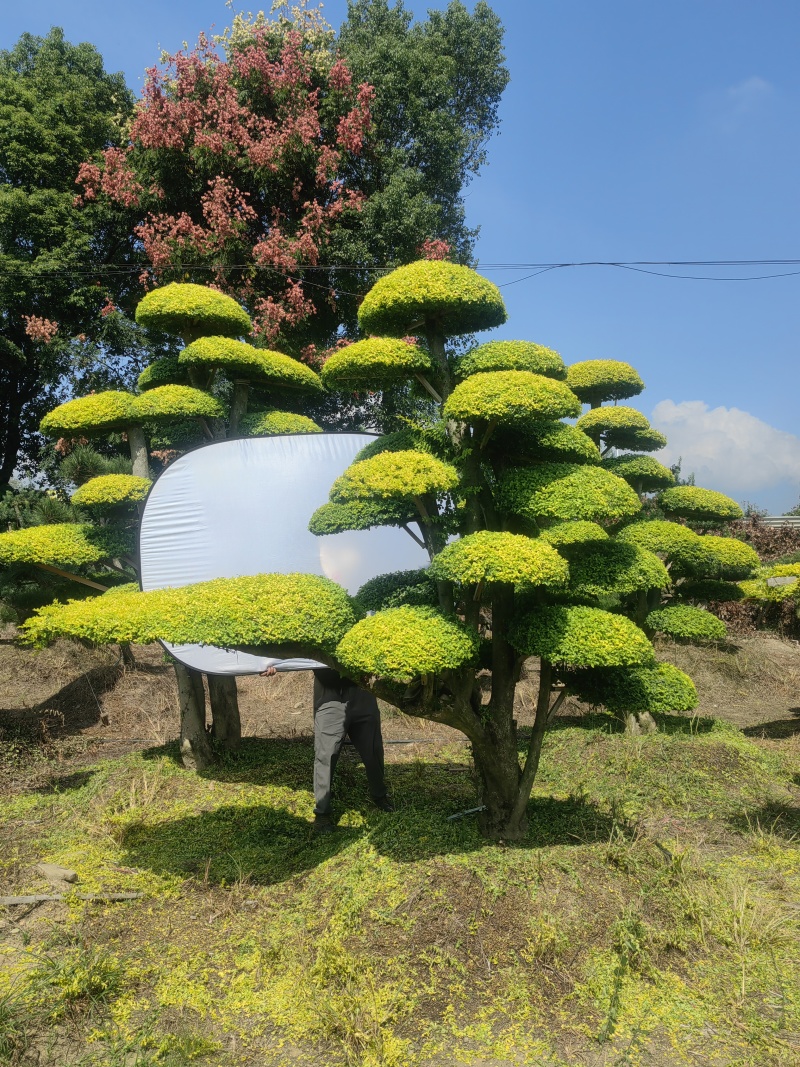 造型亮晶女贞