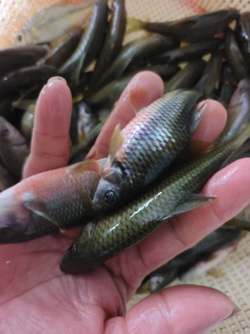 鲜活溪石斑