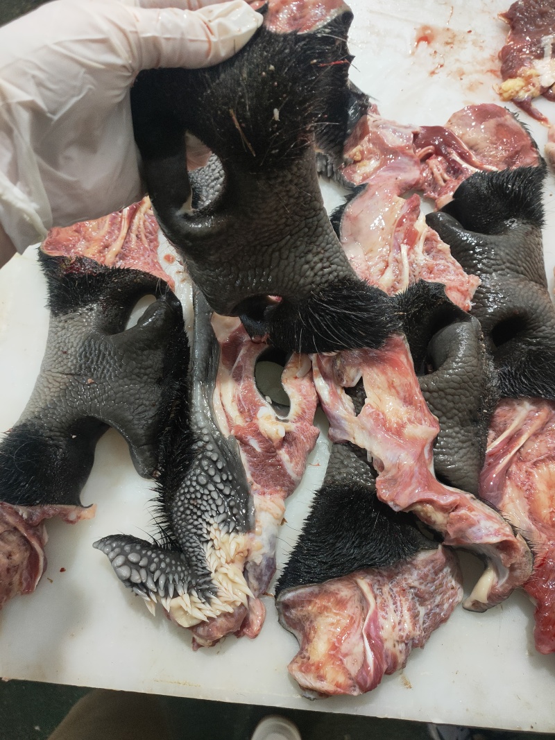带毛生牛鼻子