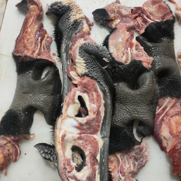 带毛生牛鼻子