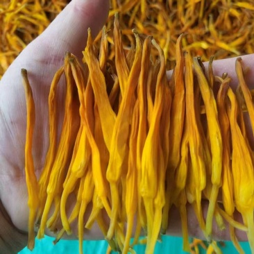 台湾黄花