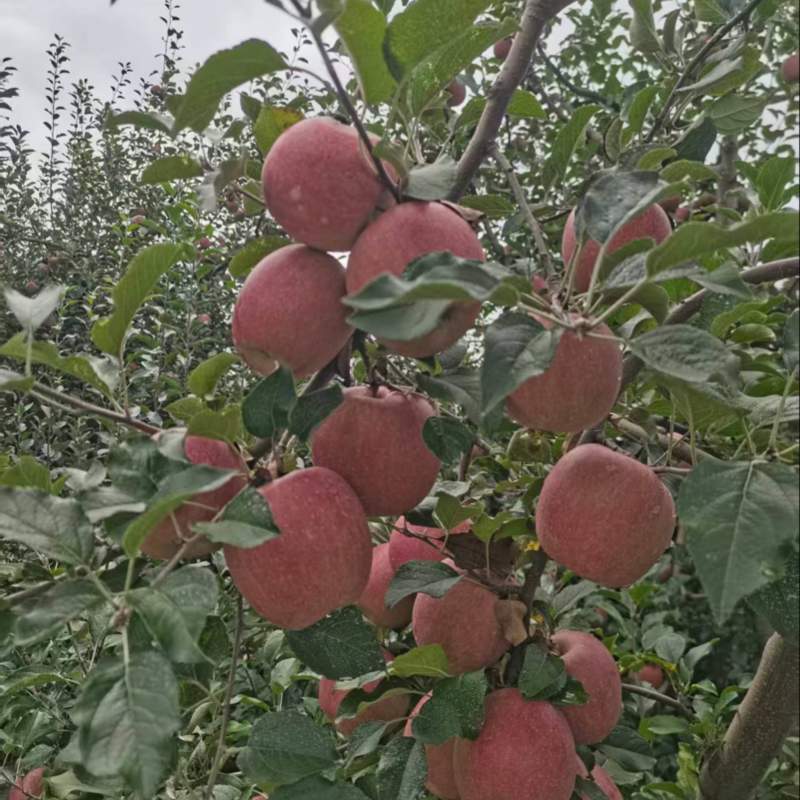 精品红富士苹果【货源充足】量大从优价格实惠可视频看货