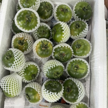 草莓柿子大量有货