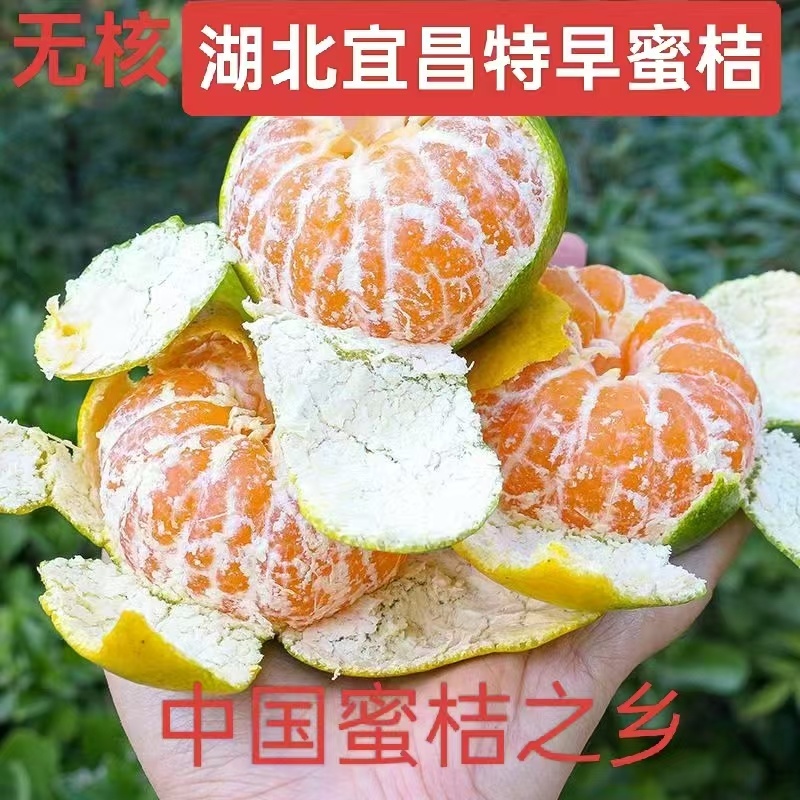 湖北宜昌特早蜜桔大量上市产地现摘现发可果园订货