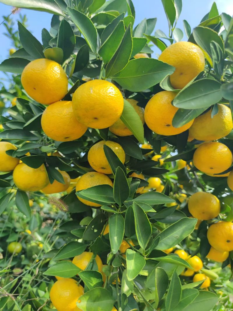 新余蜜橘