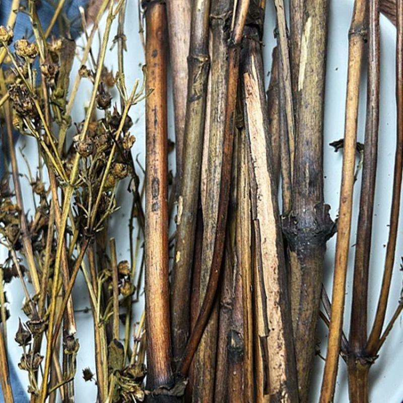 藏茵陈，西藏茵陈