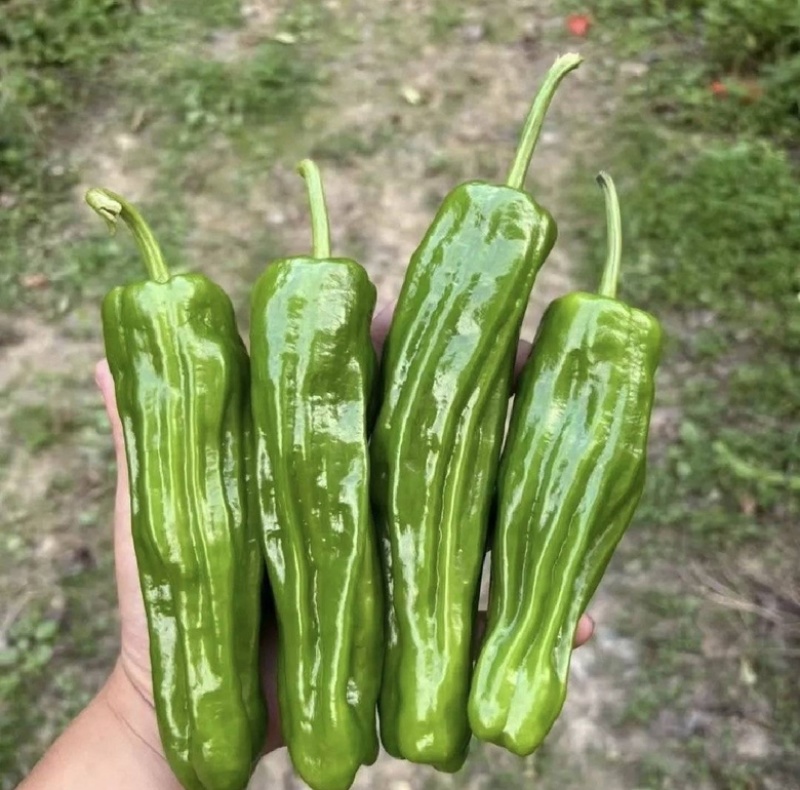 301辣椒线椒湘研55螺丝椒苏椒龙椒皱皮陇椒