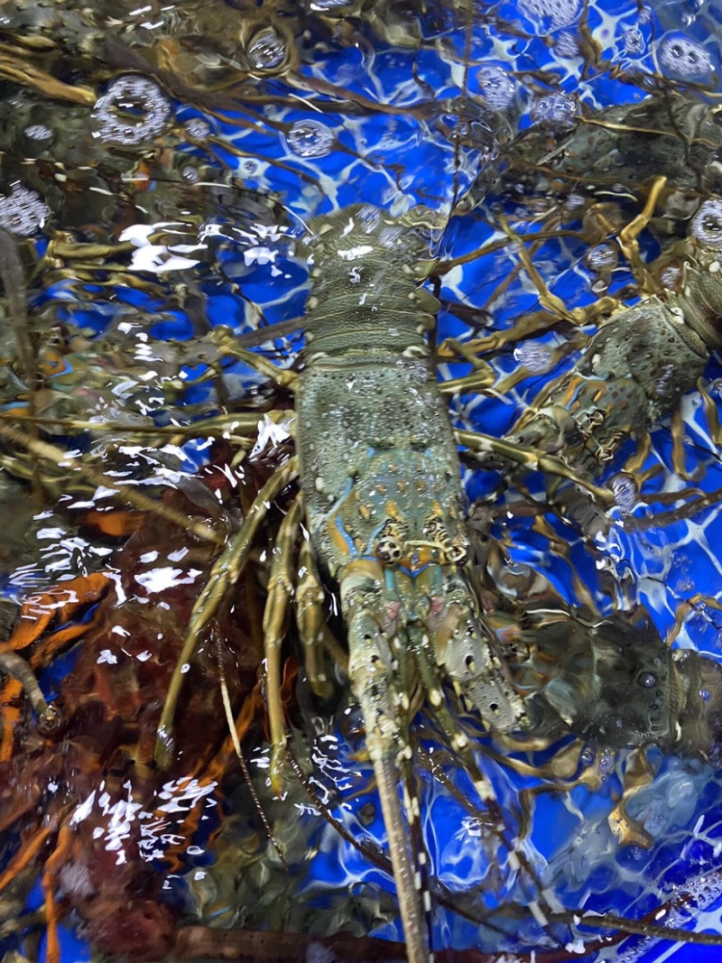 鲜活小青龙，大小规格齐全