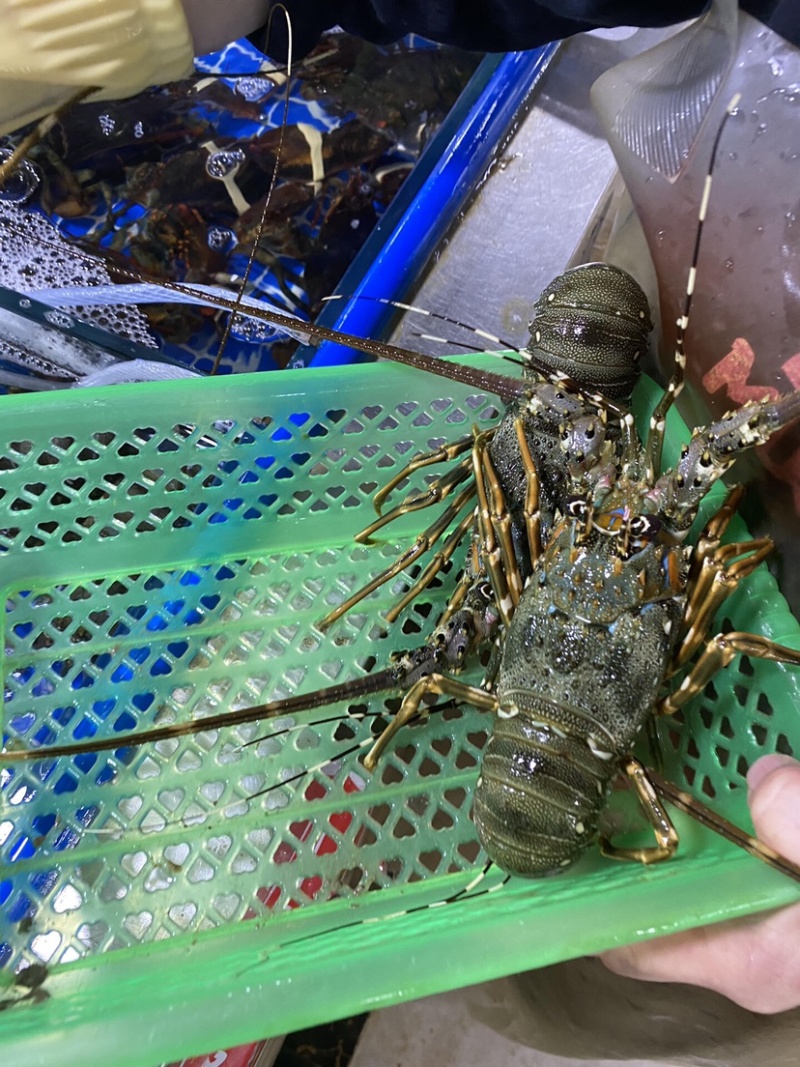 鲜活小青龙，大小规格齐全