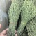 独脚金2025年新货晒干独脚柑柑积草孩儿草青绿选货