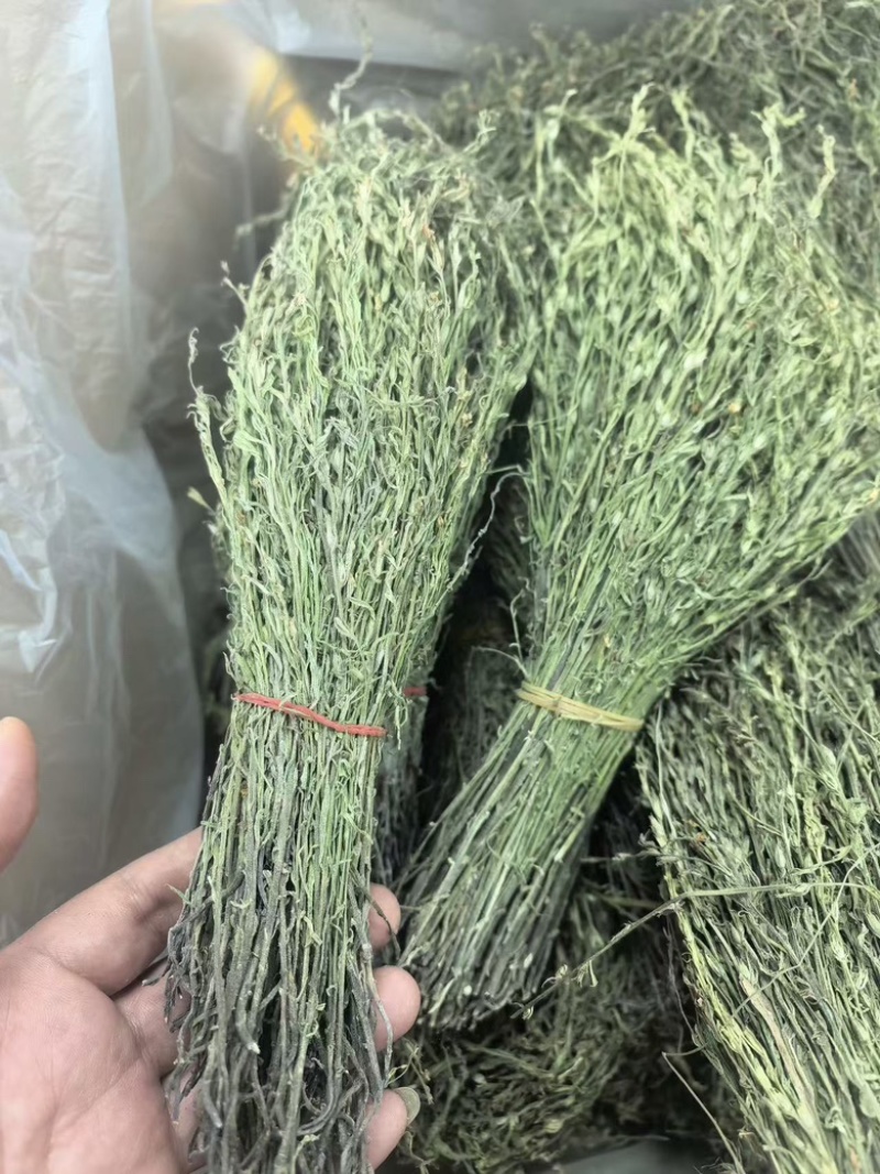 独脚金2025年新货晒干独脚柑柑积草孩儿草青绿选货