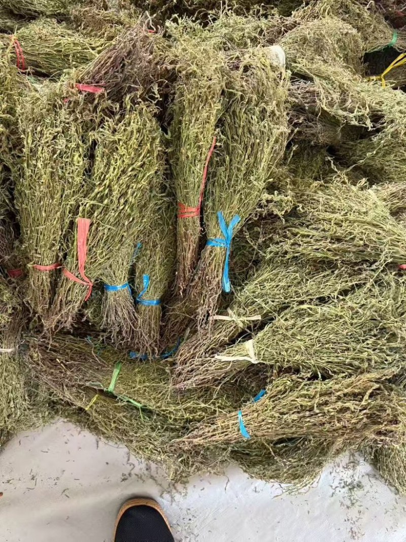 独脚金2025年新货晒干独脚柑柑积草孩儿草青绿选货
