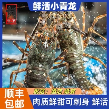 鲜活小青龙，大小规格齐全