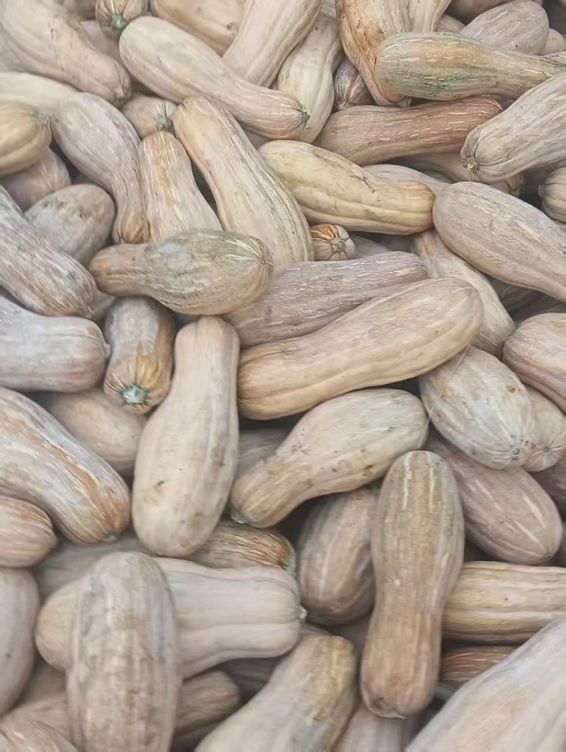 金翰蜜本南瓜，产地直发，大量有货，欢迎各位老板咨询采购