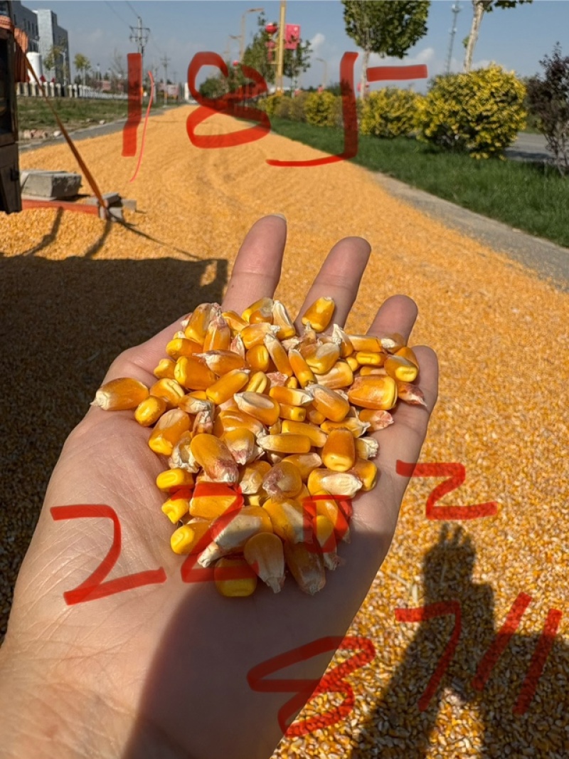 干玉米新疆大量供货，现场验货上车，质量保障！