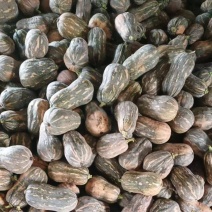 小金香南瓜，产地直发，大量有货，量大从优，可对接全国