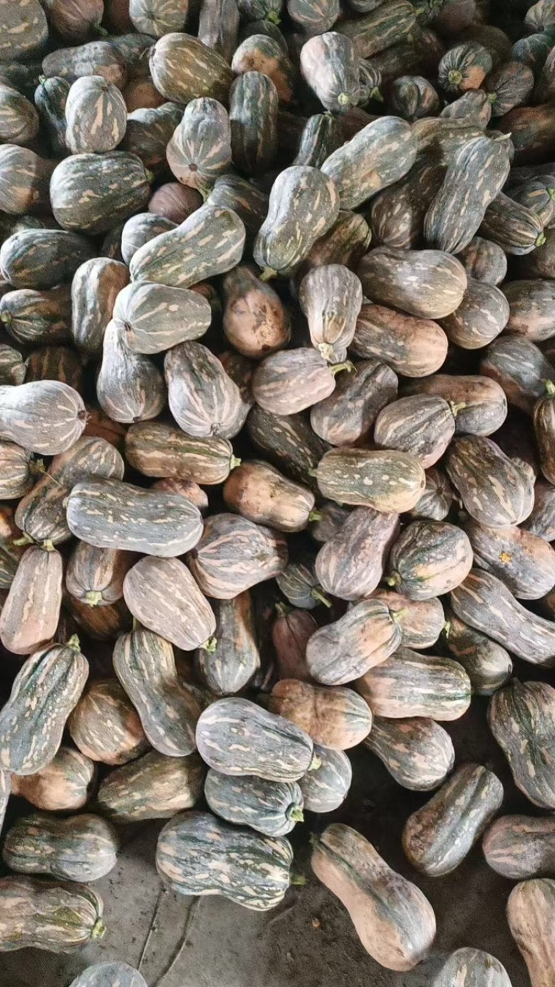 小金香南瓜，产地直发，大量有货，量大从优，可对接全国