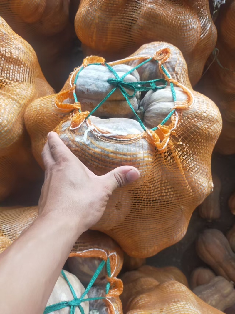 小金香南瓜，产地直发，大量有货，量大从优，可对接全国