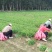 惠民韭菜产地直供支持视频看货可供商超电商社区团购批发市场