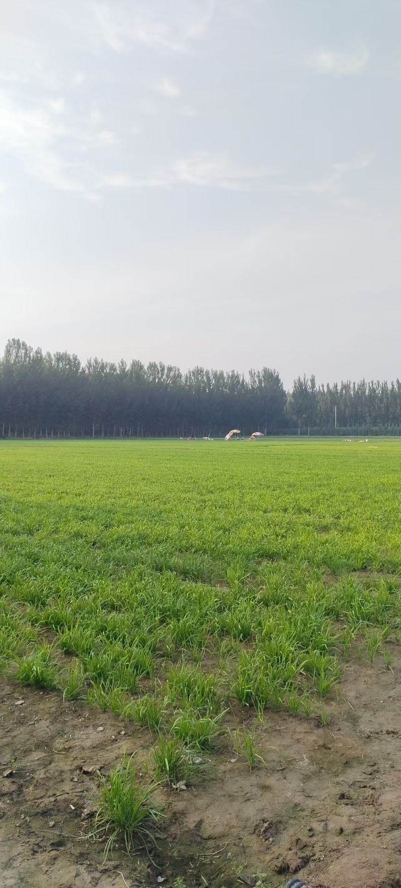 惠民韭菜产地直供支持视频看货可供商超电商社区团购批发市场