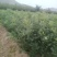 文冠果苗货源充足量大从优全国发货诚信经营