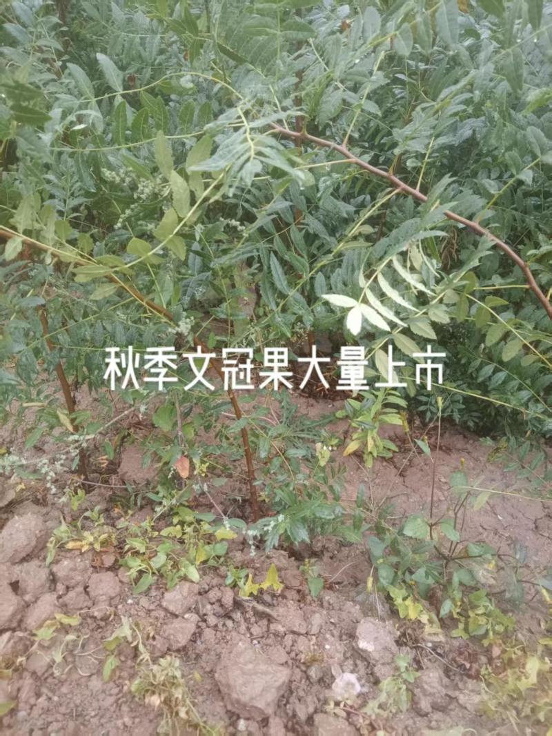 文冠果苗货源充足量大从优全国发货诚信经营