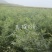 文冠果苗货源充足量大从优全国发货诚信经营