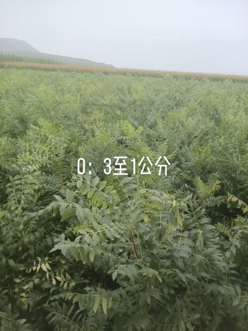 文冠果苗货源充足量大从优全国发货诚信经营