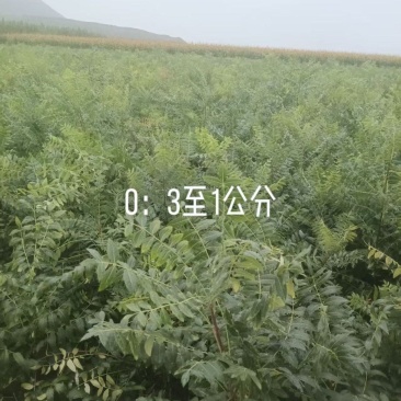 文冠果苗货源充足量大从优全国发货诚信经营