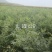 文冠果苗货源充足量大从优全国发货诚信经营
