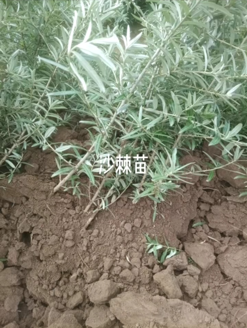 沙棘苗基地直发价格实惠量大从优品质保证