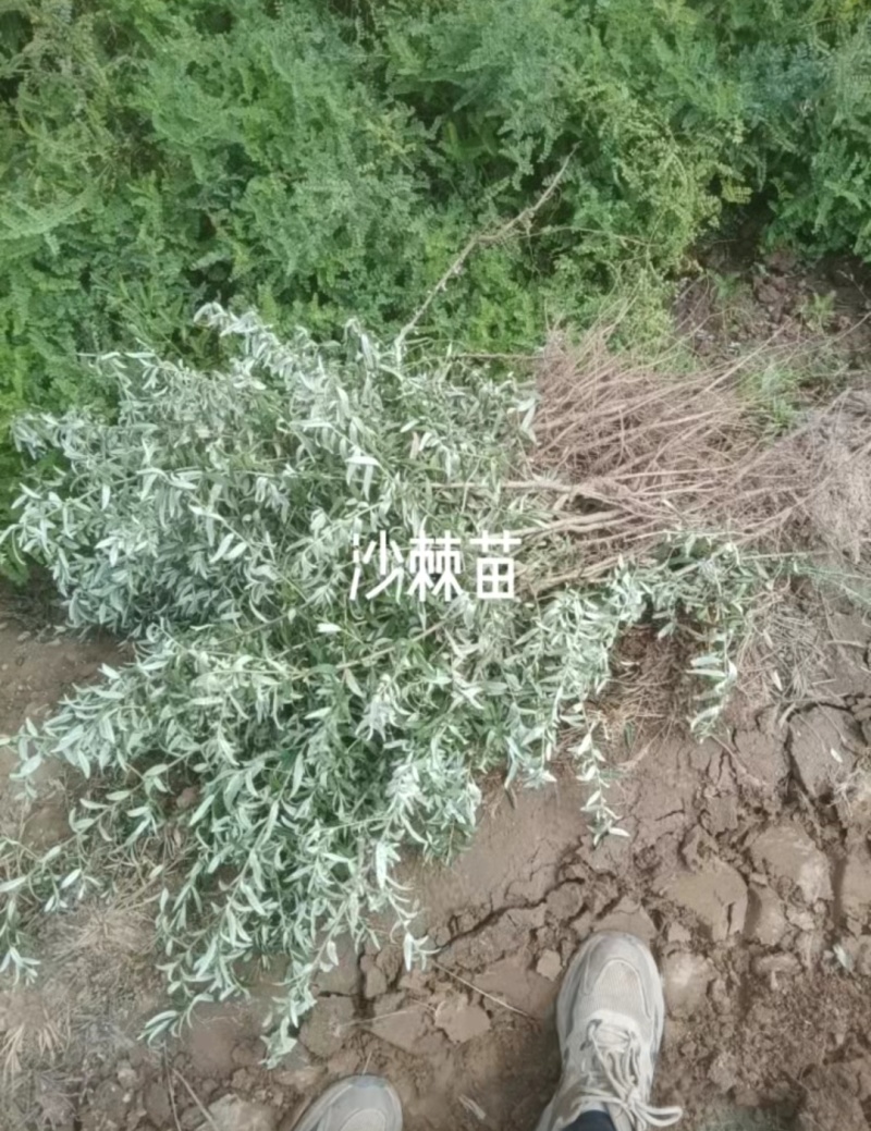 沙棘苗基地直发价格实惠量大从优品质保证