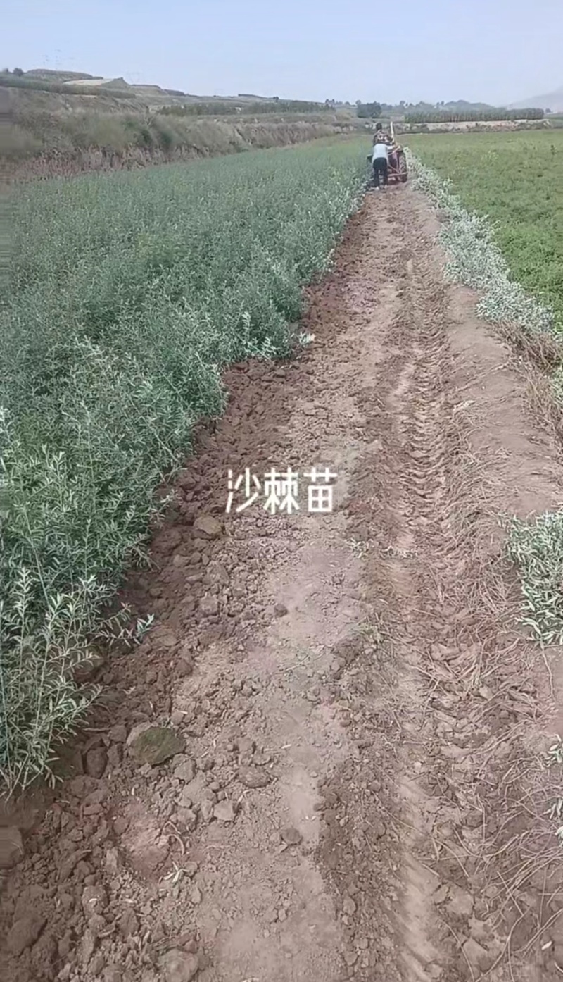 沙棘苗基地直发价格实惠量大从优品质保证