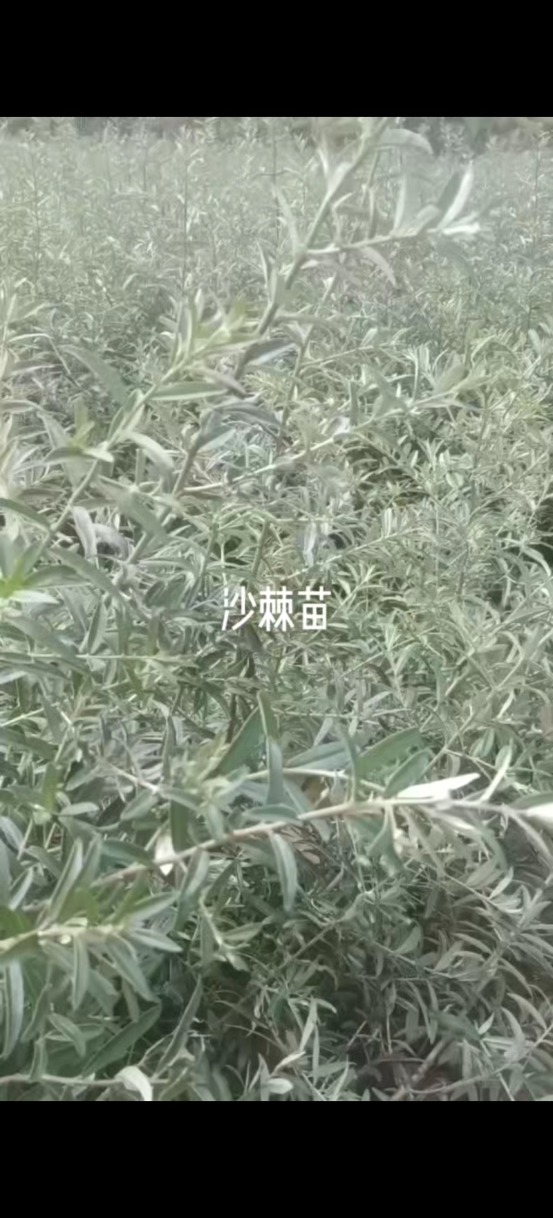 沙棘苗基地直发价格实惠量大从优品质保证