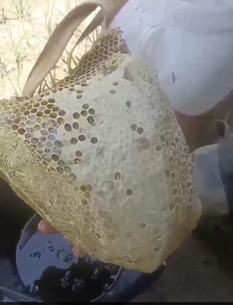 野生蜂蜜