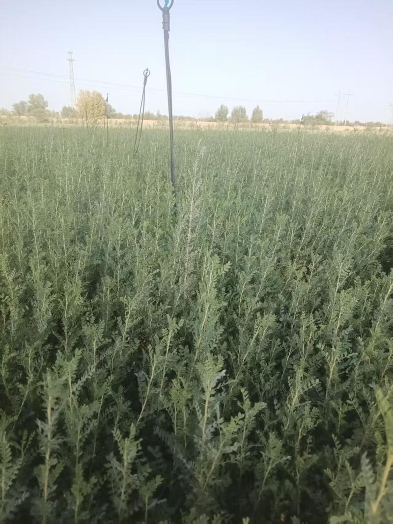 柠条苗品质保证支持视频看货货源充足欢迎来电洽谈