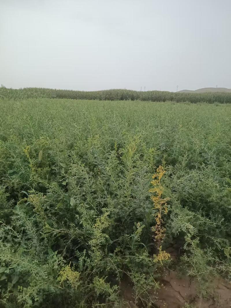 柠条苗品质保证支持视频看货货源充足欢迎来电洽谈