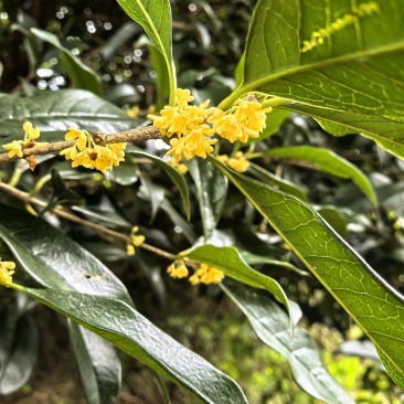 八月桂，正是开花的季节，花朵飘香，出售桂花花朵