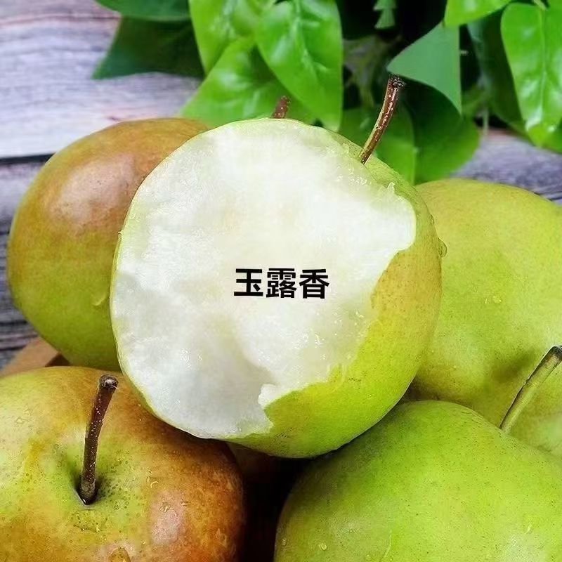 【畅销榜】山西玉露香梨产地直发保质保量对接商超全国发货