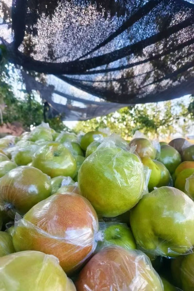【畅销榜】山西玉露香梨产地直发保质保量对接商超全国发货