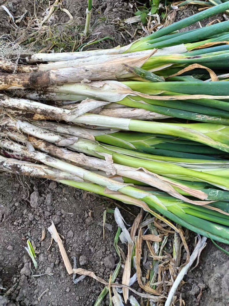 大葱齐齐哈尔长白大葱大量上市，量大价格从优，可视频看货