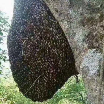 野生蜂蜜