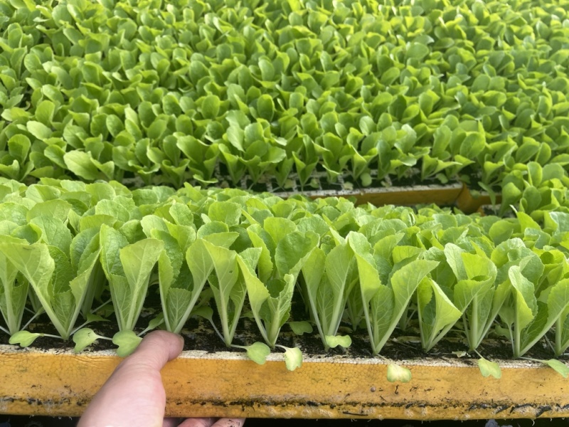大白菜苗，现苗多多，质量保证