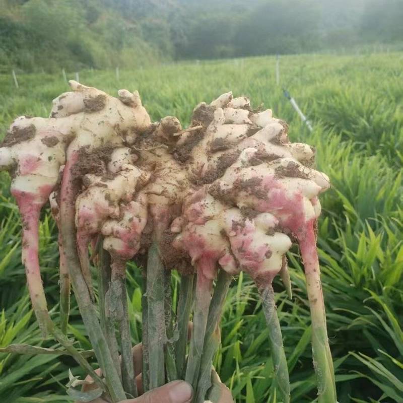 生姜云南产区直发保质保量供货批发零售价钱可谈
