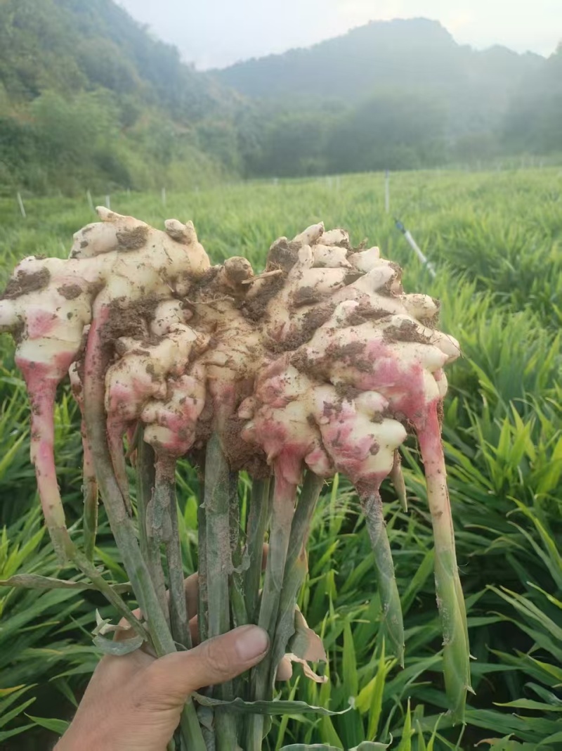 生姜云南产区直发保质保量供货批发零售价钱可谈