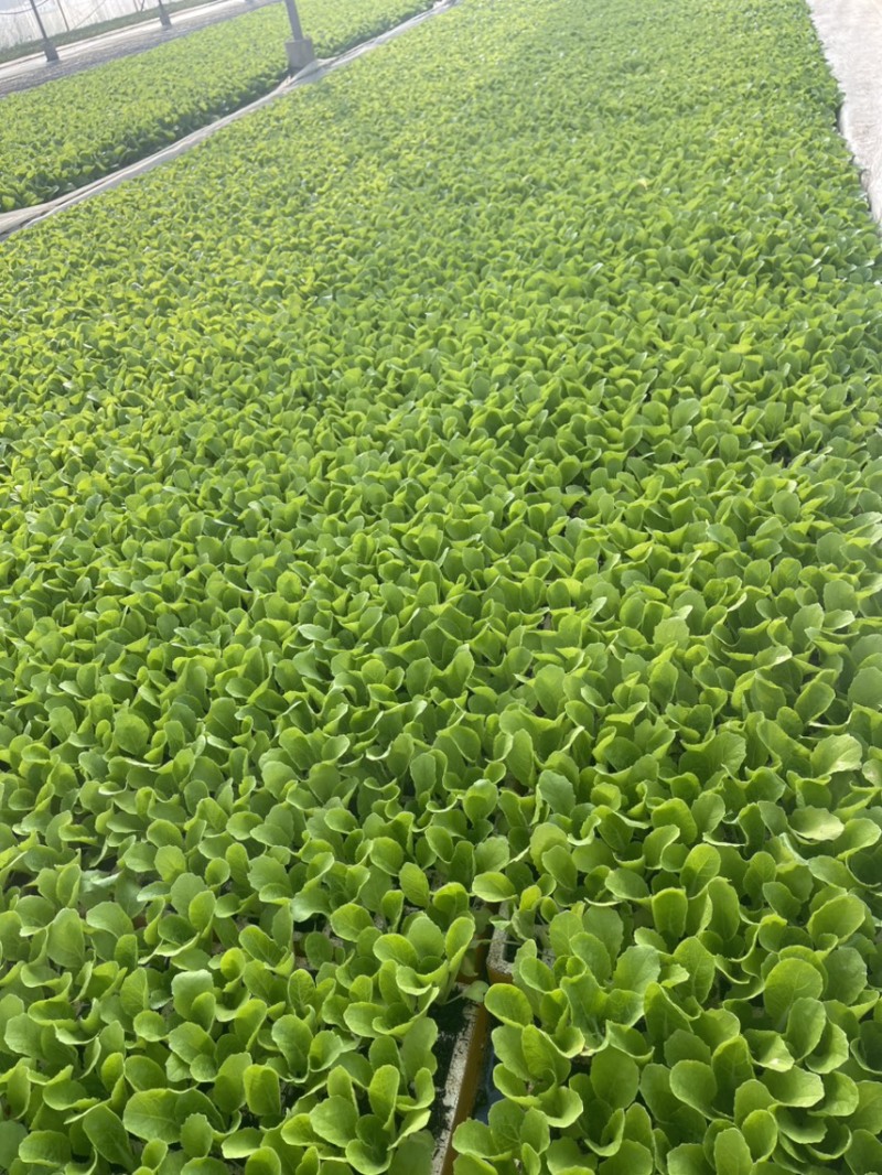 大白菜苗，现苗多多，质量保证