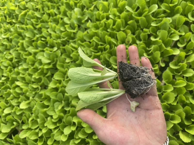 大白菜苗，现苗多多，质量保证