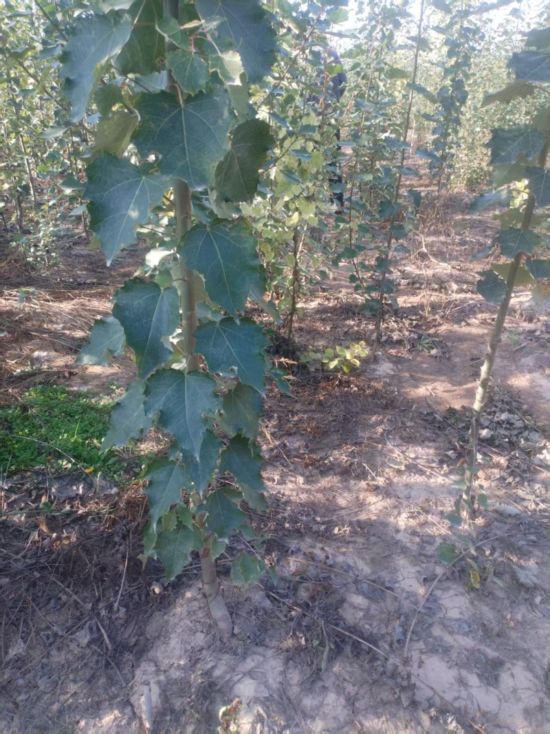 河北杨基地直发支持全国发货量大从优