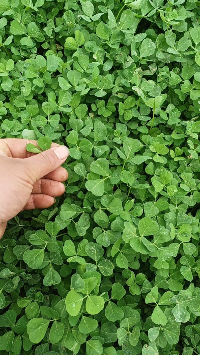 金花菜颜色漂亮，叶片大，欢迎各位老板联系我